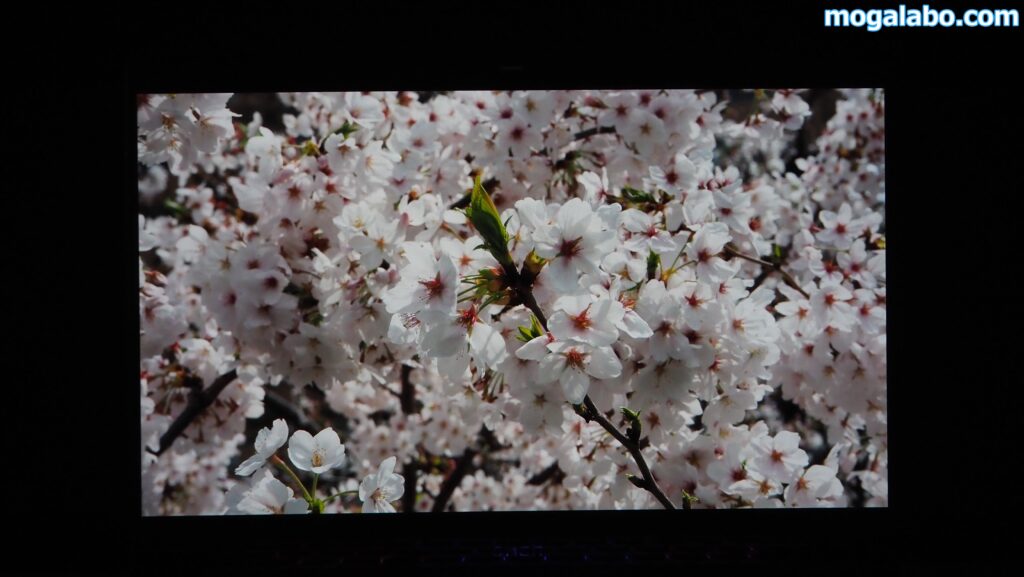 桜の画像